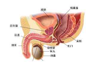 【科普促健康】怎么保护好男人的“生命腺”