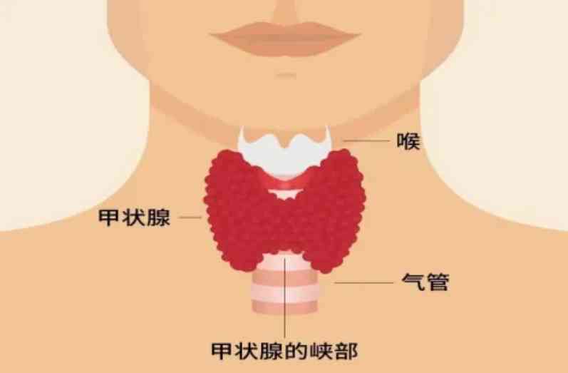 【科普促健康】 守护“生命腺”,健康不缺席